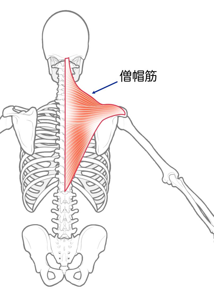 【横須賀市　整体】肩こりからくる緊張性頭痛の原因｜しん整体ラボ