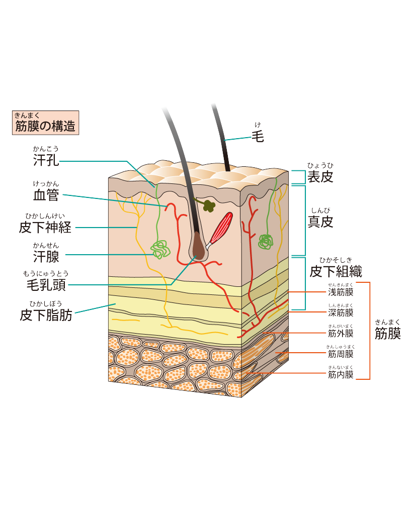 【横須賀市　整体】最近聞くファシアって何？｜しん整体ラボ