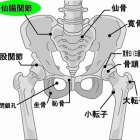【横須賀市　整体】腰痛に関系する仙腸関節について｜しん整体ラボ